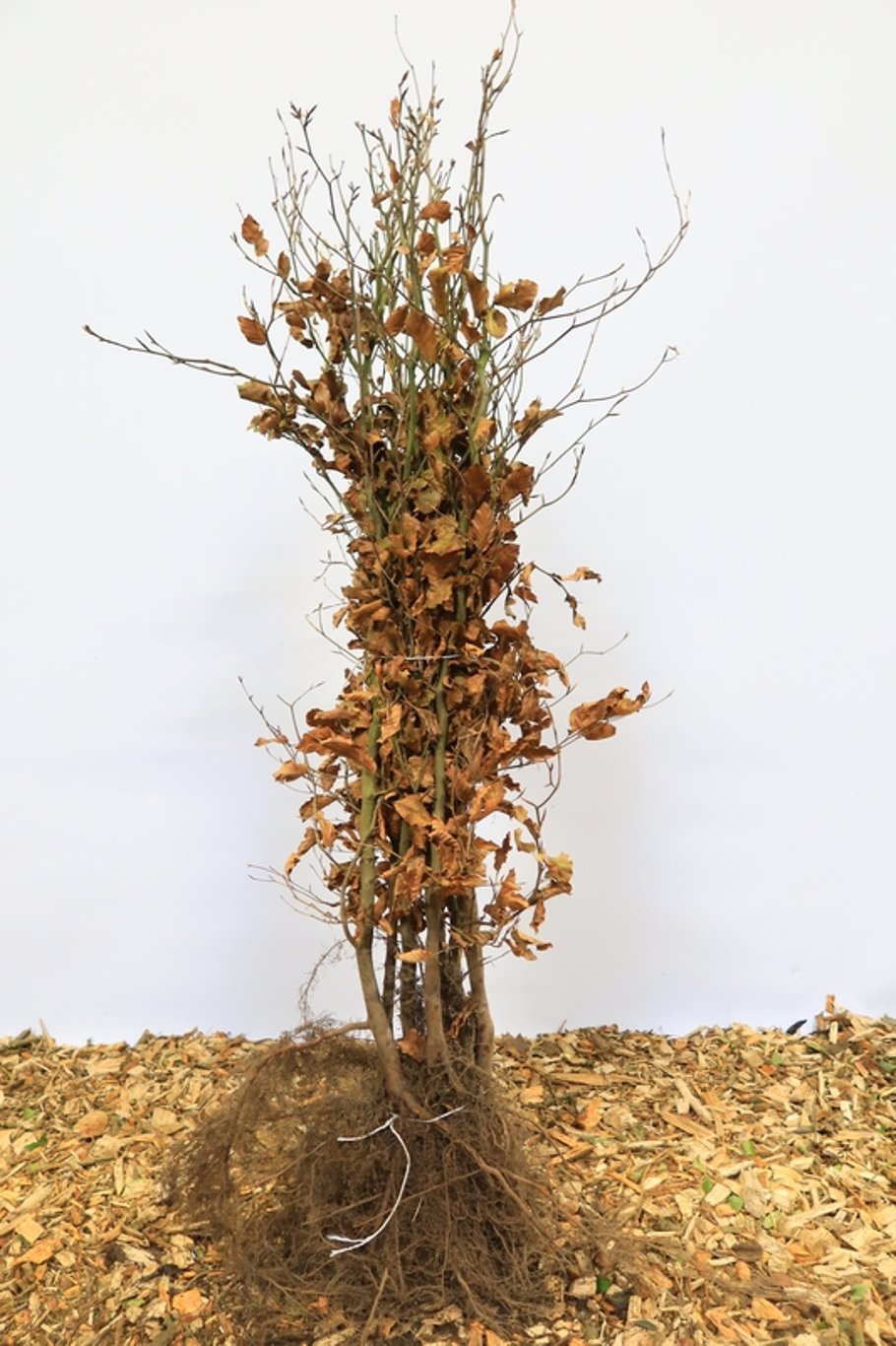Fagus sylvatica - 125-150 CM bare root 1/2
